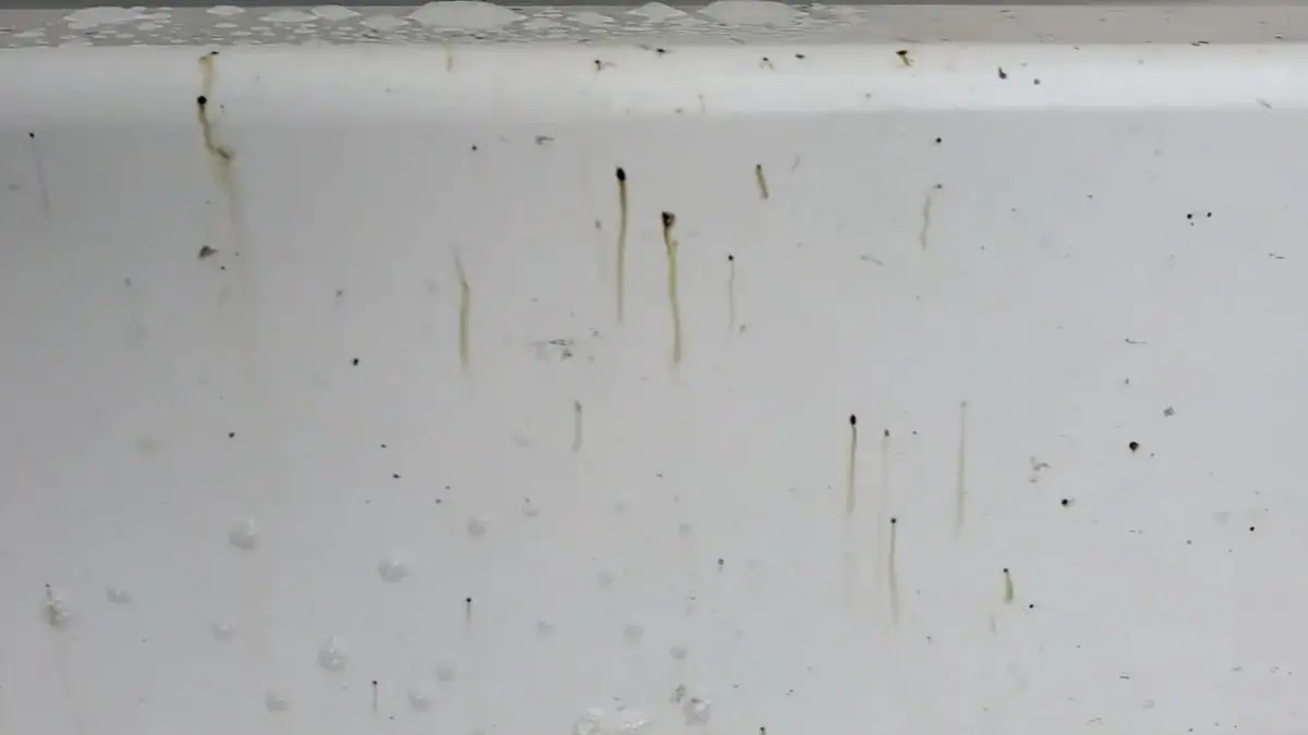 How to Remove Fly Poop From Vinyl Siding
