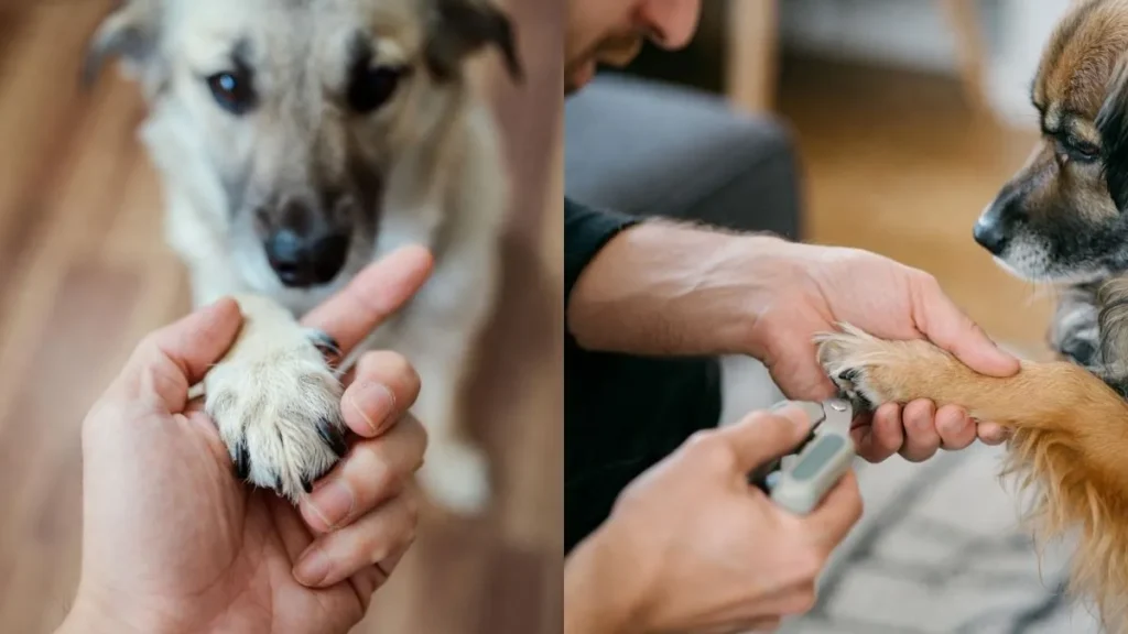 Preventing Dog Nail Scratches on Wood Floors
